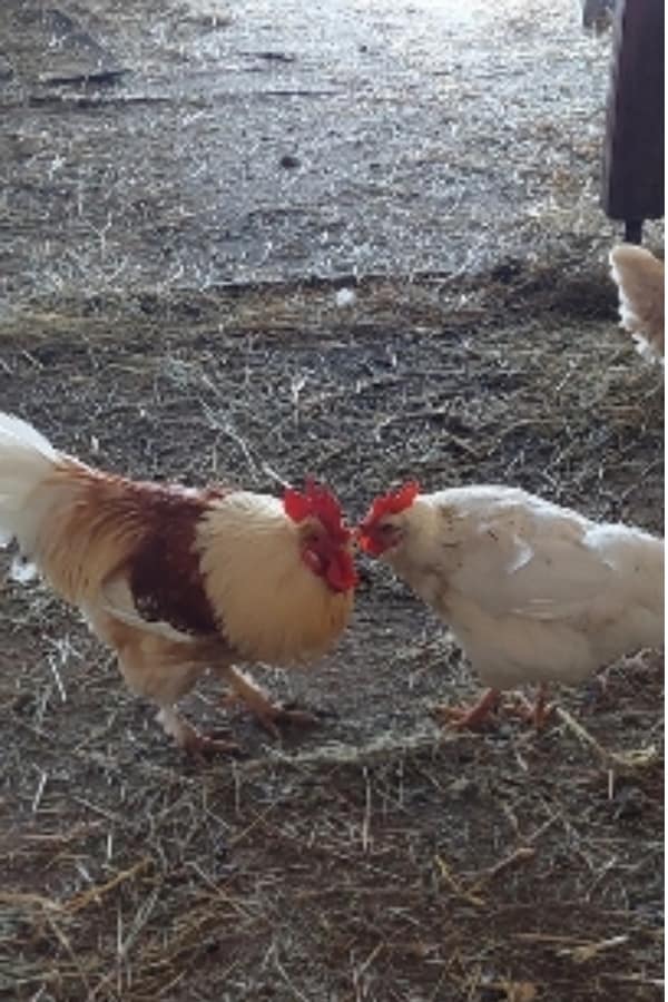 Huhn und Hahn kuscheln und putzen sich gegenseitig