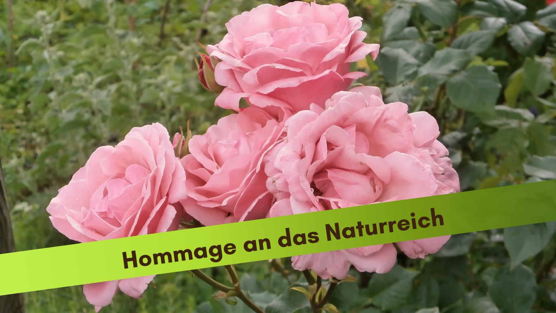 Rosenstrauch im Garten in rosa