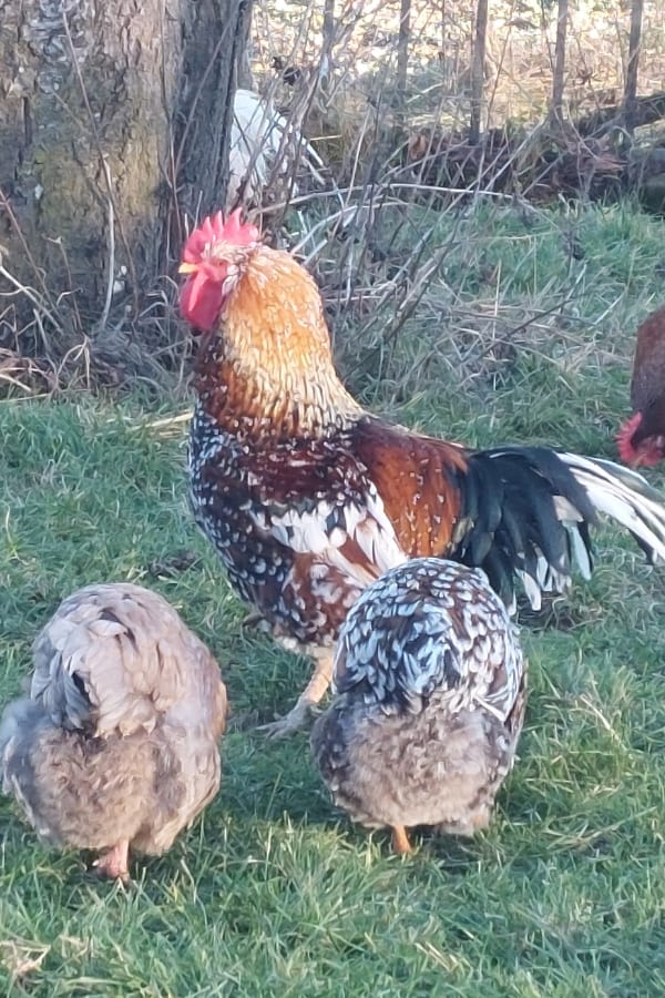 Bunter Hahn mit 3 Hühnern auf der Wiese