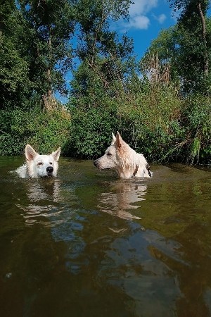 2 weiße Schäferhunde im Bach