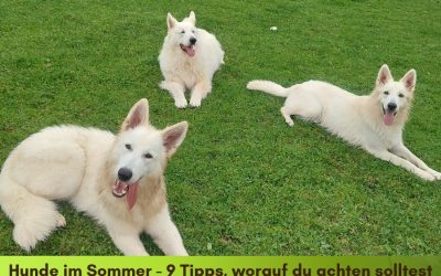 Hunde im Sommer – 9 Tipps und was  du beachten solltest