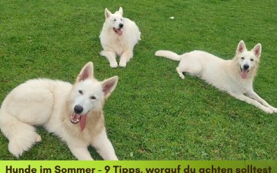 Hunde im Sommer – 9 beste Tipps und was du beachten solltest