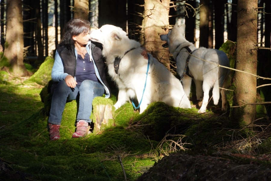 Natur-Mentoring ist eine meiner Stärken. Ich selbst verbringe so viel Zeit, wie möglich mit Tieren in der Natur. Hier mit den weißen Schäferhunden in einer Waldlichtung.