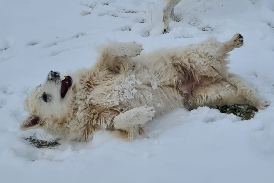 weißer Schäferhund wälzt im Schnee