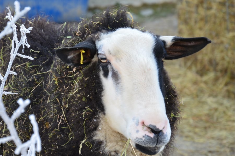 Tierkommunikation ist so hilfreich. Auf dem Foto hier ist Schafbock Justus zu sehen.