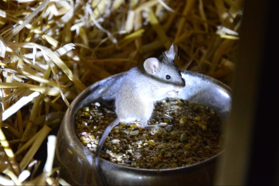 Eine Maus sitzt im Futternapf der Wachteln. Sogar mit einer wildlebenden Maus kann man prima eine Tierkommunikation machen.