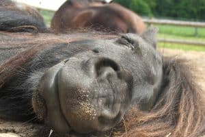 schwarzes Pony schläft im Sand