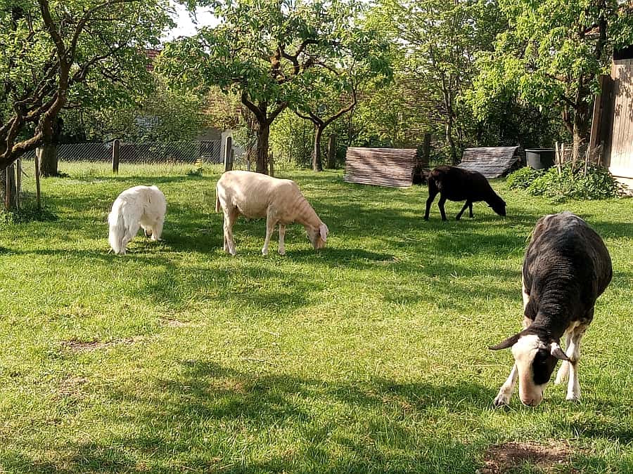 Typischer Tag am Lebenshof – die Schafe weiden im Obstgarten.