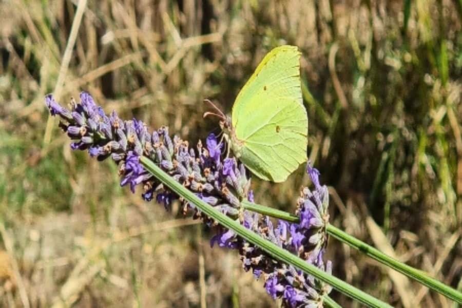 Naturgeflüster kannst du mit allen Sinnen wahrnehmen. Hier sitzt ein Zitronenfalter auf dem Lavendel in unserem Garten.