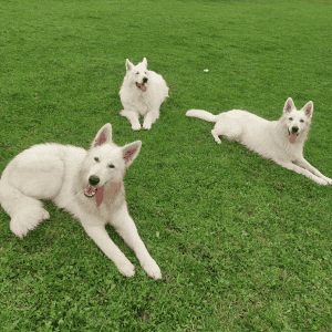 weißer Schäferhund im hohen Gras