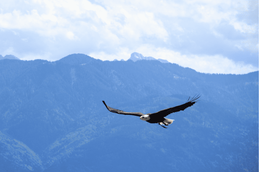 Werte kann man gut bei den Tieren erkennen. Der Adler steht für Freiheit. Hier Adler im freien Flug