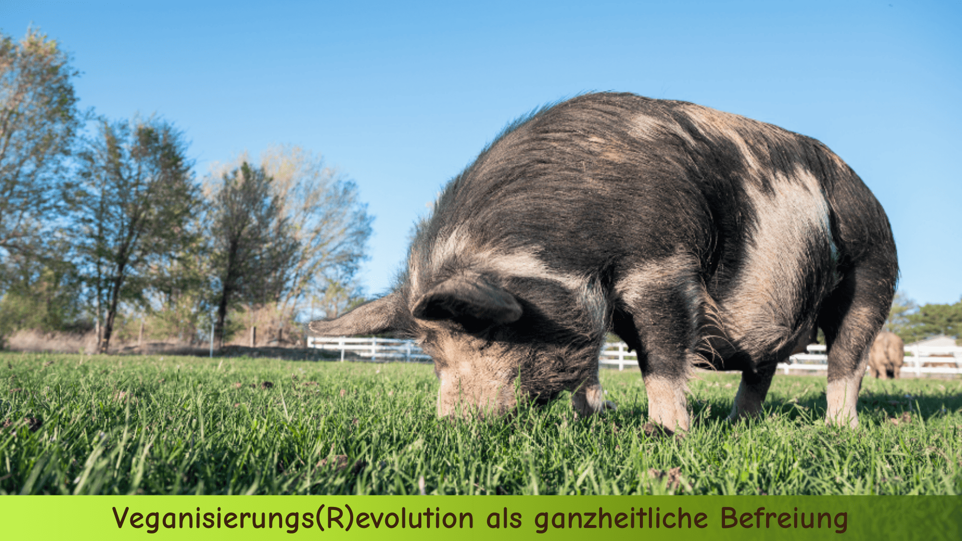 Schweine in Freilandhaltung