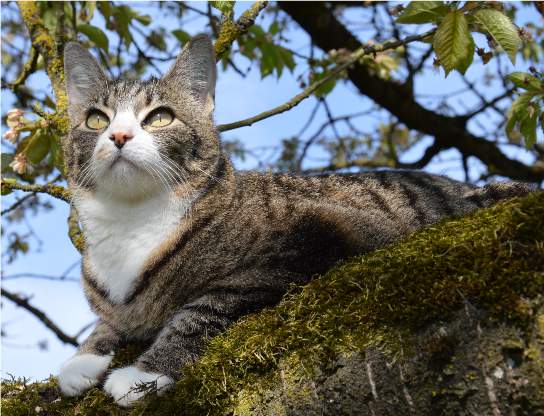 Katze Camilla sitzt im Baum. Sie schaut zum Himmel. Tierkommunikation findet von Wesen zu Wesen statt.