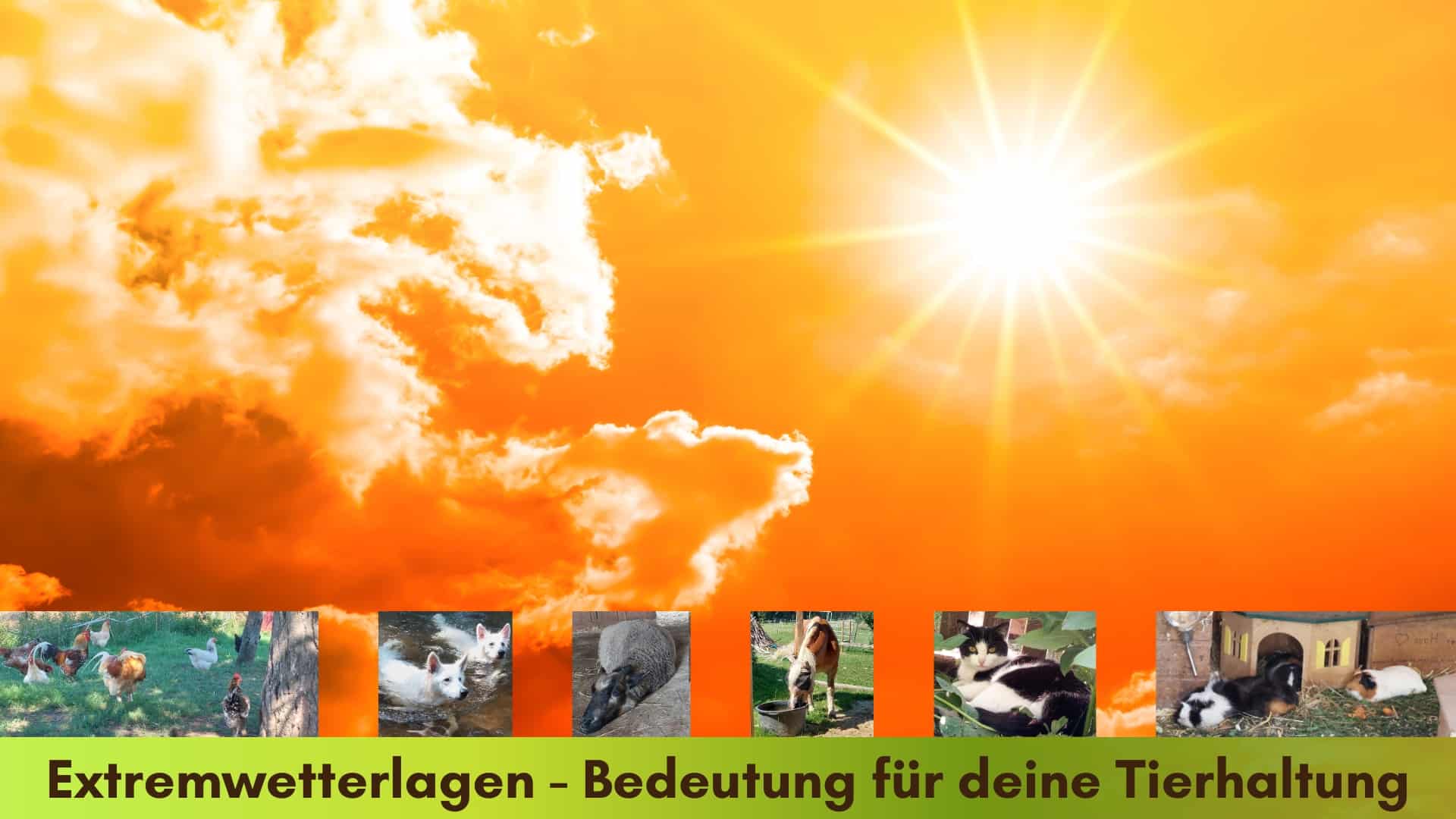 Extremwetterlagen Bedeutung für die Tierhaltung, glühender Sonnenschein
