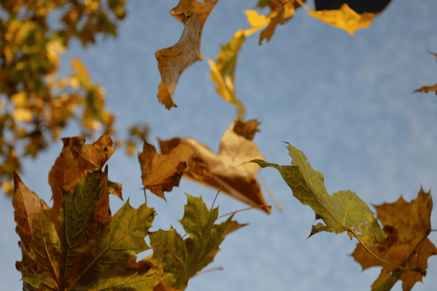 Herbstlaub im Wind