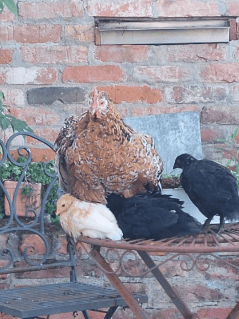 3 Küken mit Glucke auf dem Gartentisch