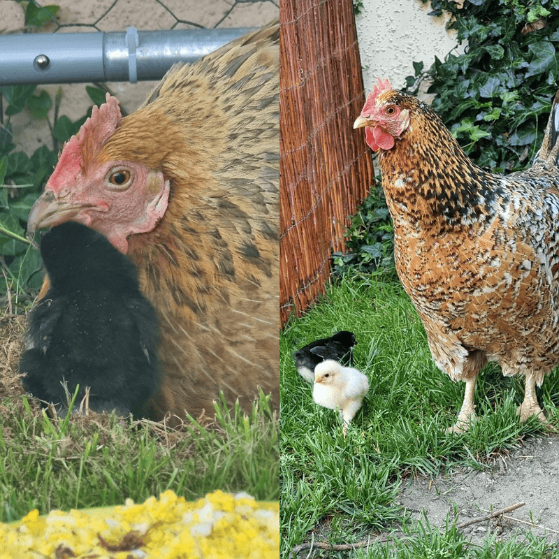 2 Glucken mit frisch geschlüpften Küken 2 schwarze und ein gelbes Küken.