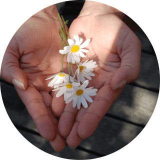 margeriten in den Händen