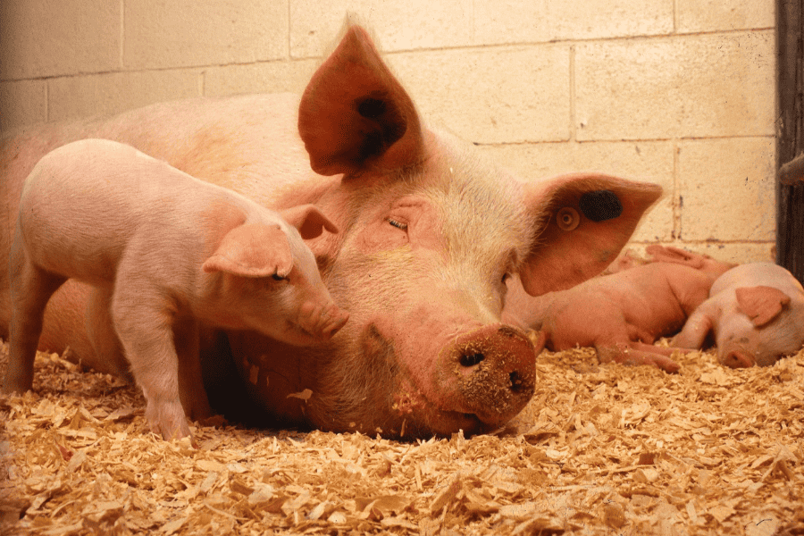 Mutterschwein mit ihren Ferkeln schlafen gemeinsam im Stall