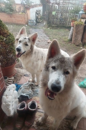 zwei weisse Schäferhunde sitzen völlig verdreckt vor der Haustüre und wollen rein