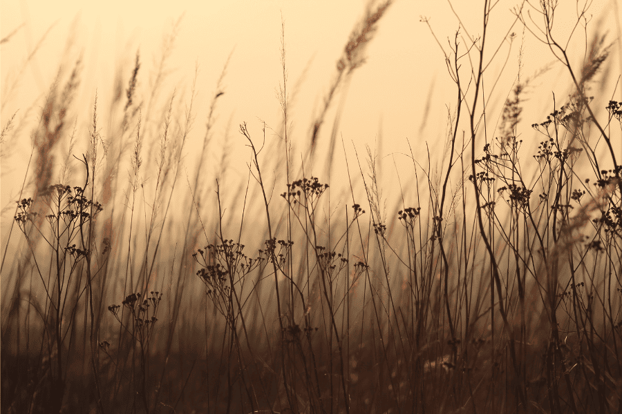 braune Gräser in der Abendsonne