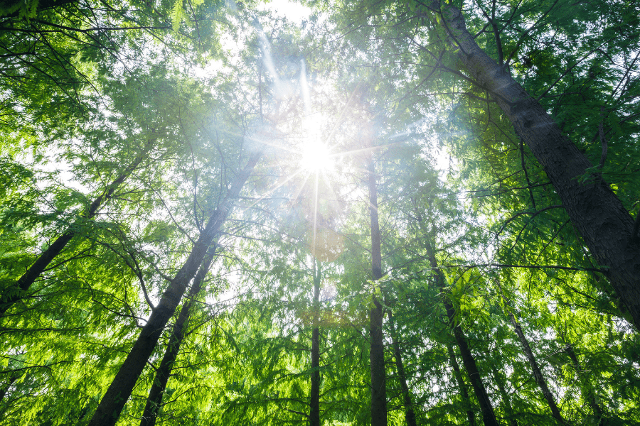 Naturgeflüster im Wald mit Lichterschein
