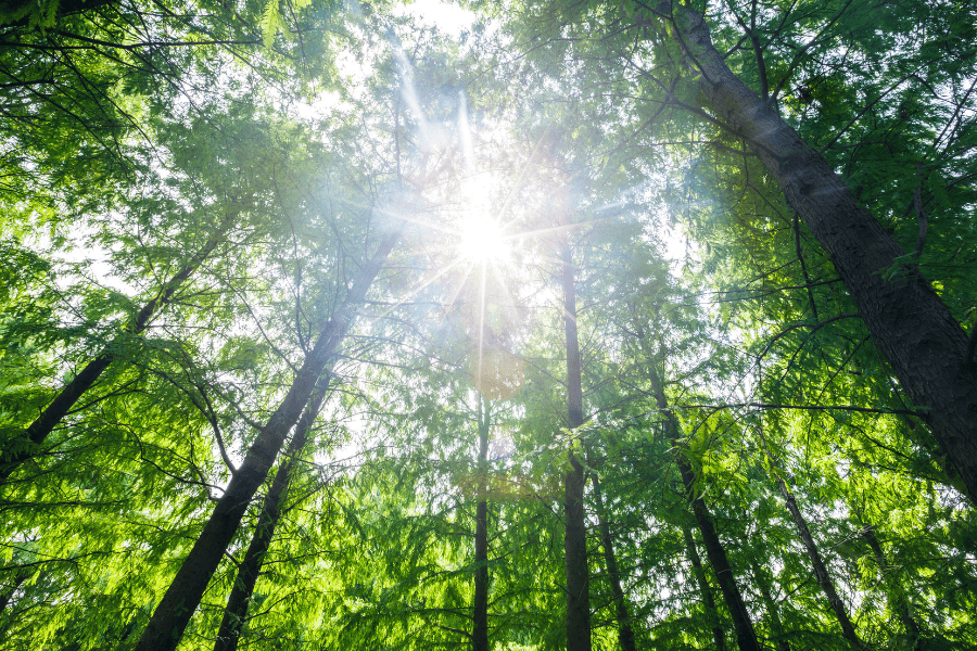 Lichtstrahl der durch die Baumkronen fällt