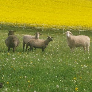 Vier Schafe auf der Frühlingsweide