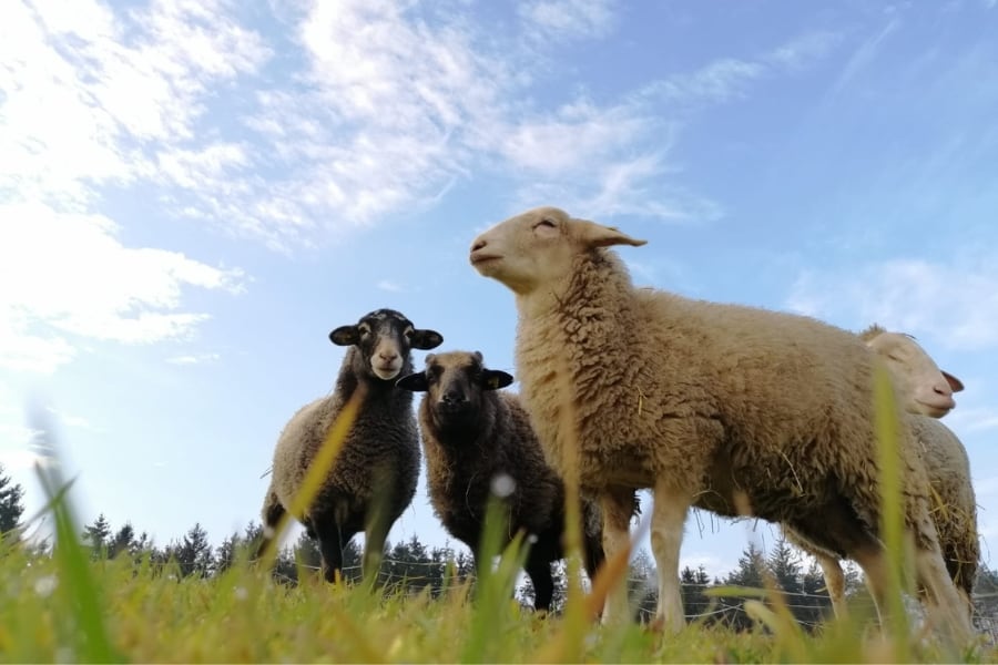3 Schafe auf der Weide Hintergrund blauer Himmel