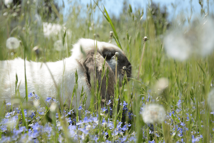 weißes Schlappohrkaninchen im Gras