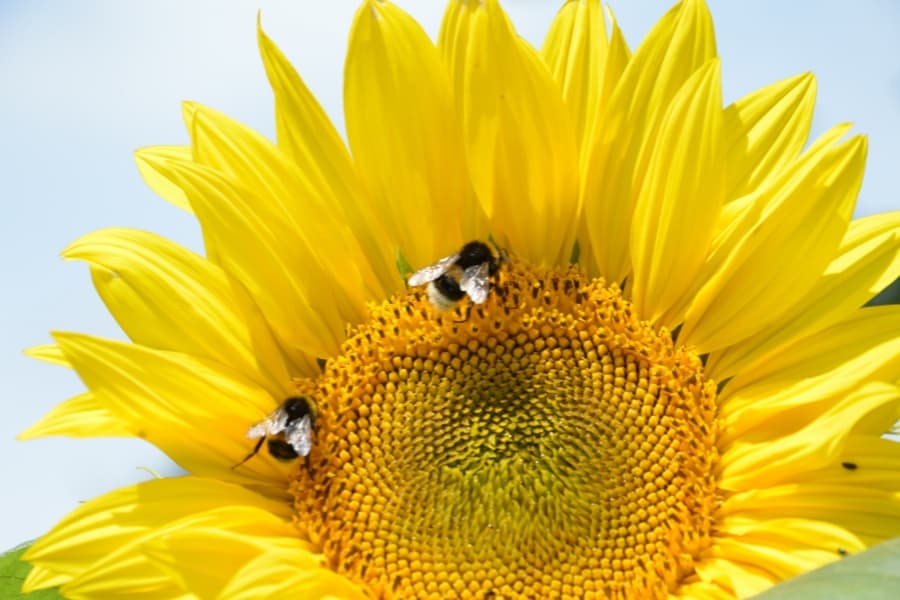 Eine Sonnenblume mit zwei Hummeln drauf