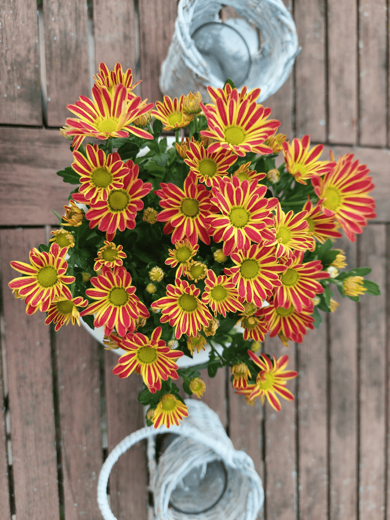 Gelb-Rot gestreifte Herbstaster auf dem Holzgartentisch