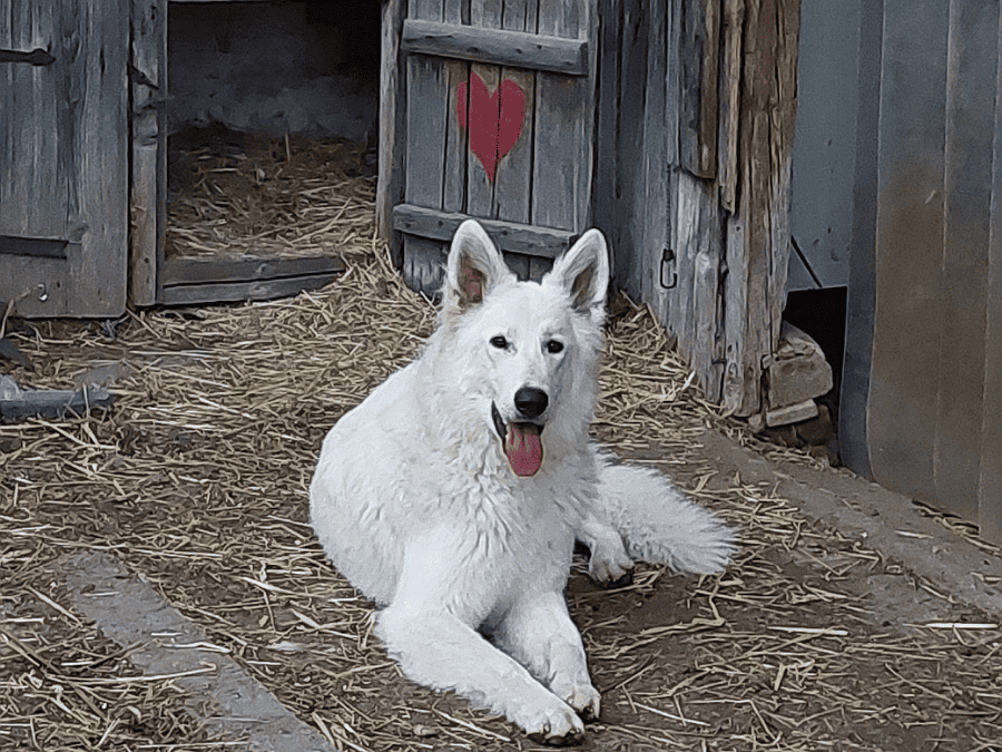 weisser Schäferhund Kalani liegt fröhlich vor dem Stalleingang