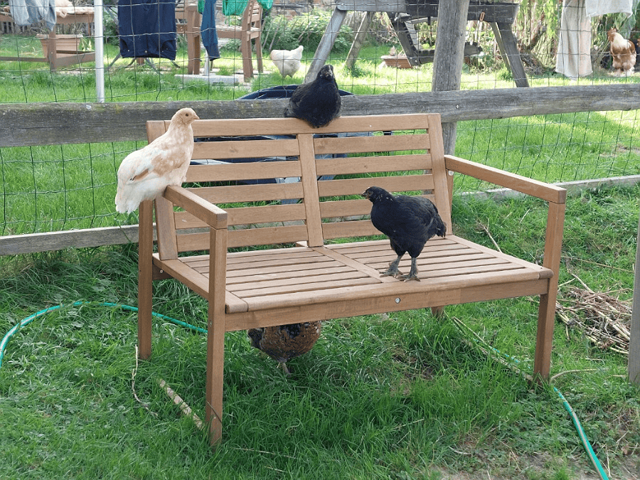 Drei Küken sitzen auf der Holzbank am Stall