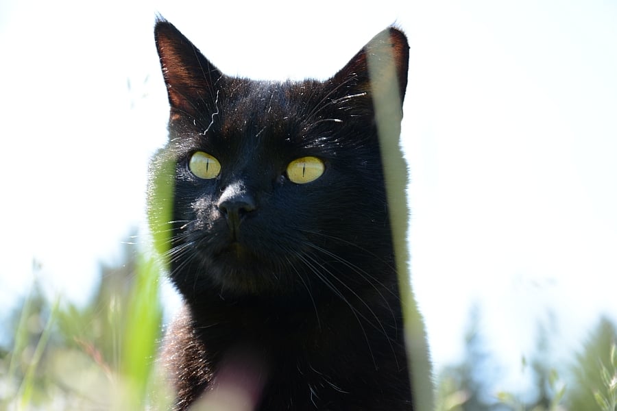 Schwarzer Kater in der Wiese