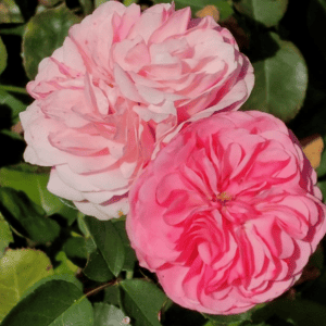 2 rosa Rosen im Bauerngarten