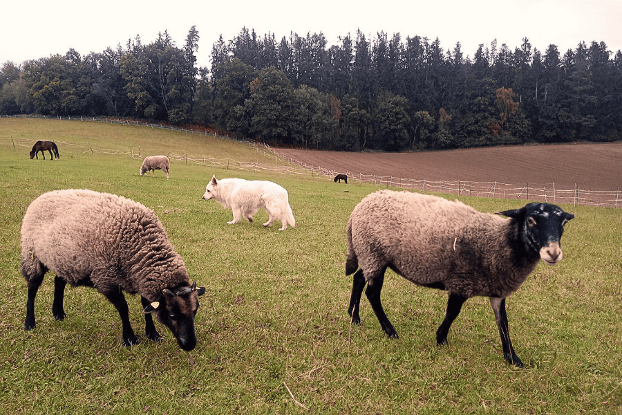 Naturgefluester Retreat findet am Lebenshof statt hier einige TIere auf dem Foto