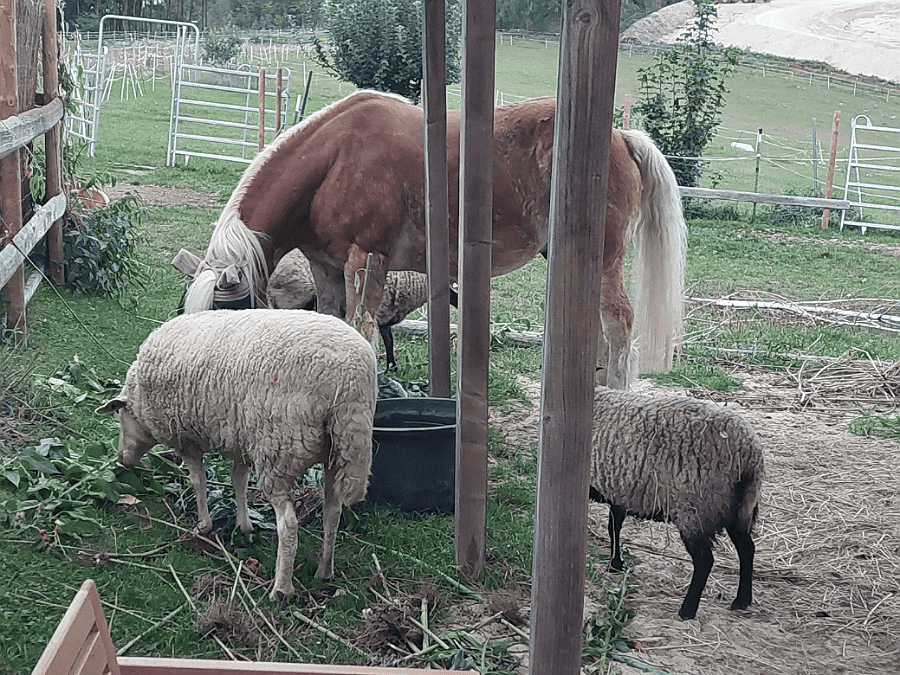 Pferd und Schafe machen sich über den Topinambur her.