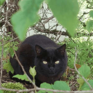 schwarzer Kater im Baum