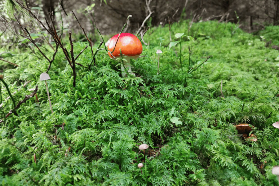 Fliegenpilz im Moos