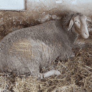 Der Schafbock Frodo liegt im Stroh