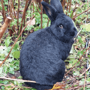 Gino der schwarze Hase knabbert im Garten