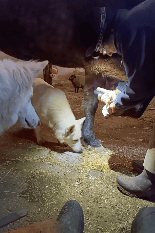 Marianne schneidet Hufe bei Pferd Momo und die Hunde sind auch dabei