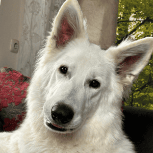 Kalani der weiße Schäferhund auf der Couch