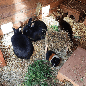 Kaninchen und Meerschweinchen im Offenstall