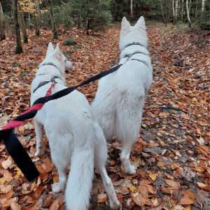 Sparziergänge mit den beiden weissen Schäferhunden im Herbstwald laden zum Rückblick ein
