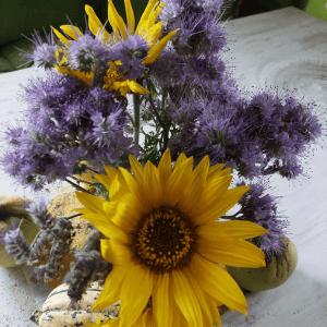 Blumenstrauss aus Sonnenblumen und Phaselia. Der Rückblick auf den Tag erweckt  Dankbarkeit in mir.
