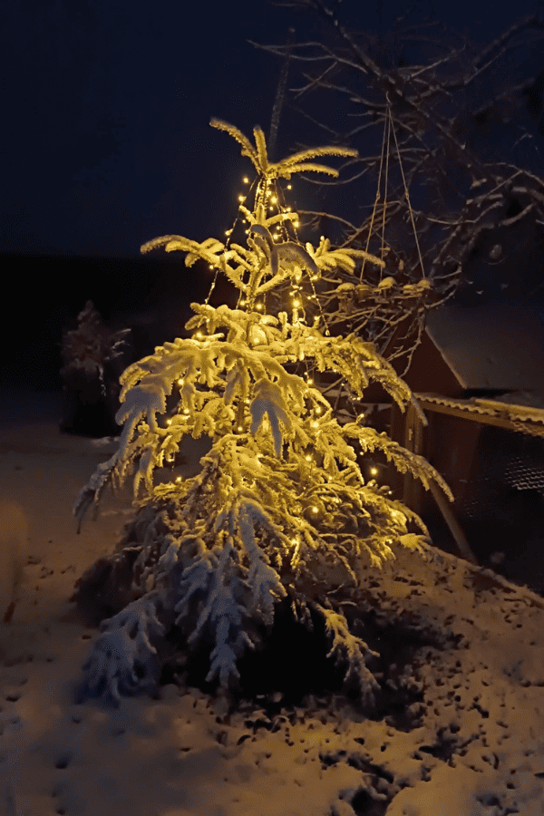 Baumspitze mit Lichterkette und voller Schnee im Innenhof