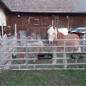 Haflinger und Schafe im Innenhof und fordern ihr Futter ein