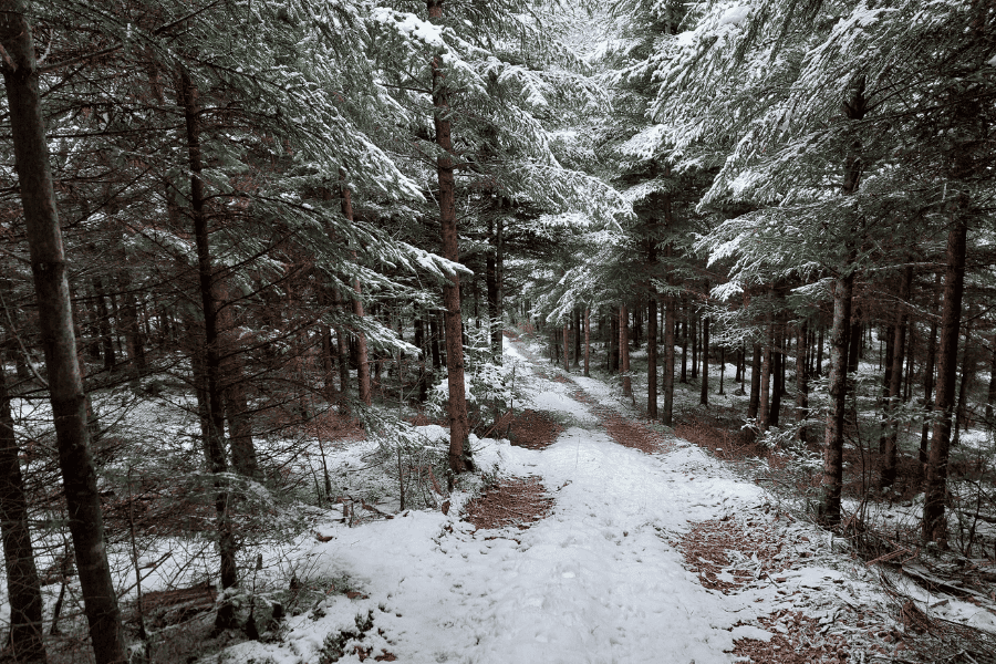 Verschneiter Waldweg